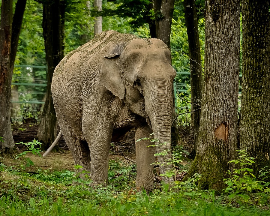 elefante en el bosque