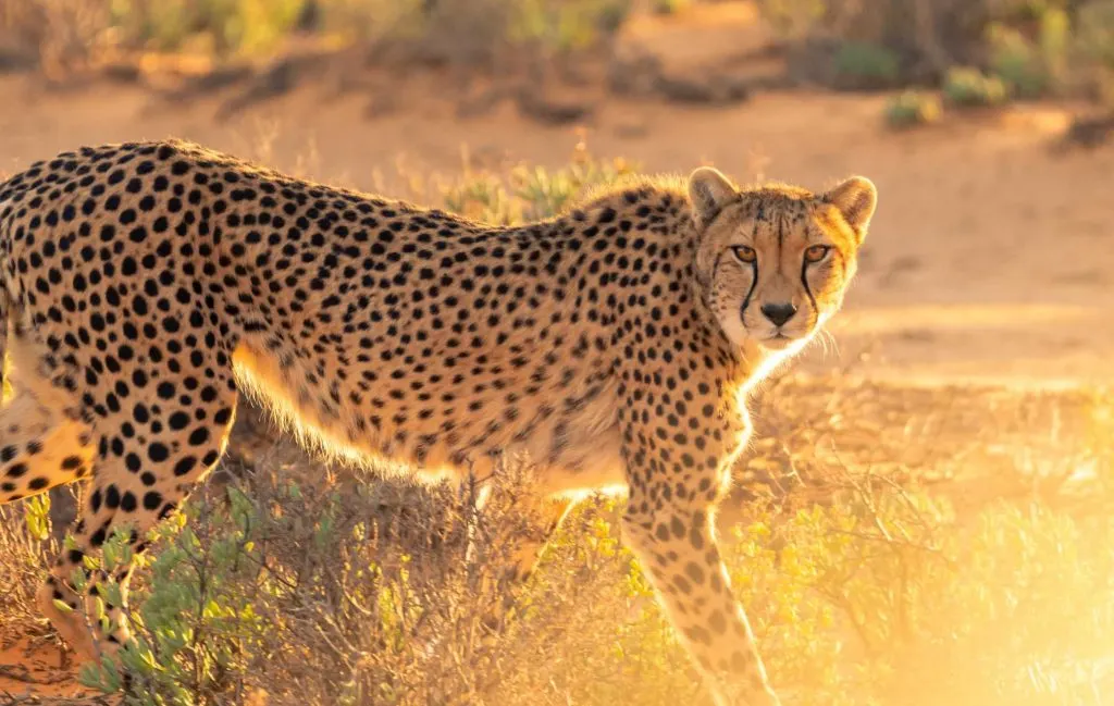 Different kinds of wild cats, encounter cheetah in wild