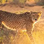 Unexpected Encounter Between A Cheetah And A Gazelle 