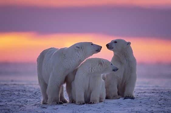 polar bear in norway