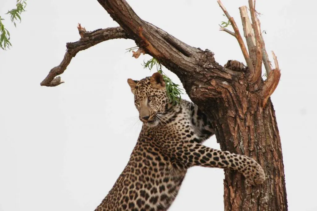 los 5 grandes leopardos de safari