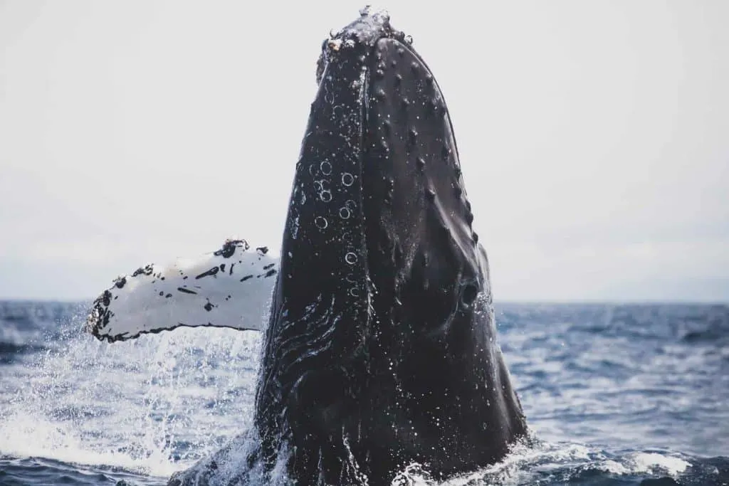 humpback-whale-in-ocean Top 10 Animal Encounters in Europe after Corona