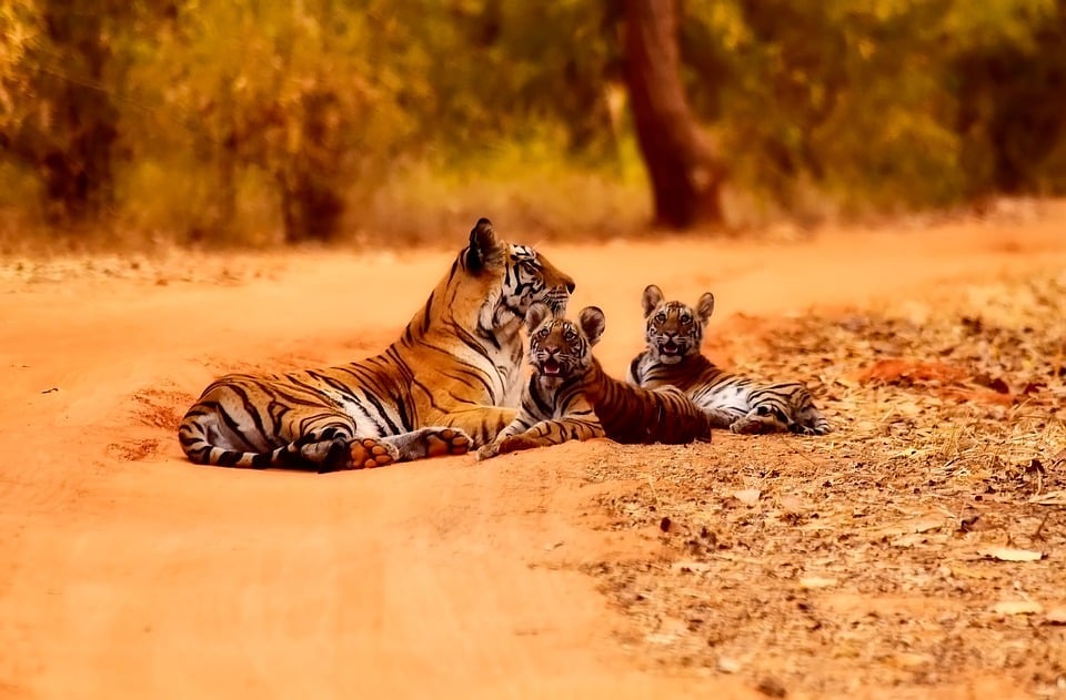 indian tiger babies lying in sand