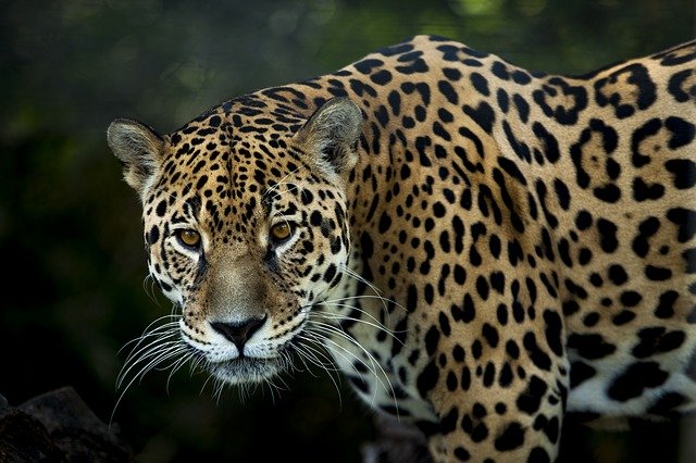 Jaguar im Amazon