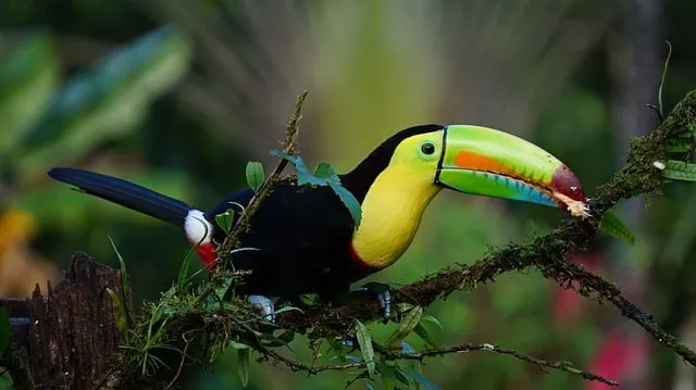 amazon animal bird