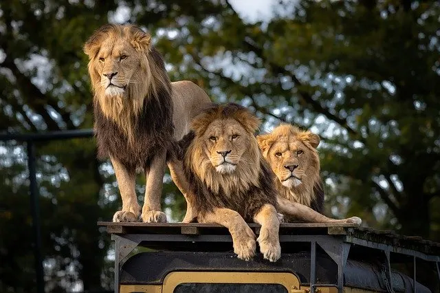 beste Safari, um Big 5 Löwen zu sehen