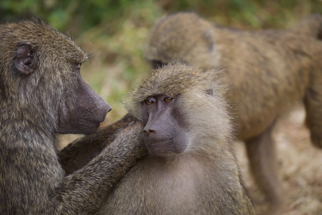 delousing baboons