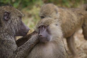 All About Baboons in Africa