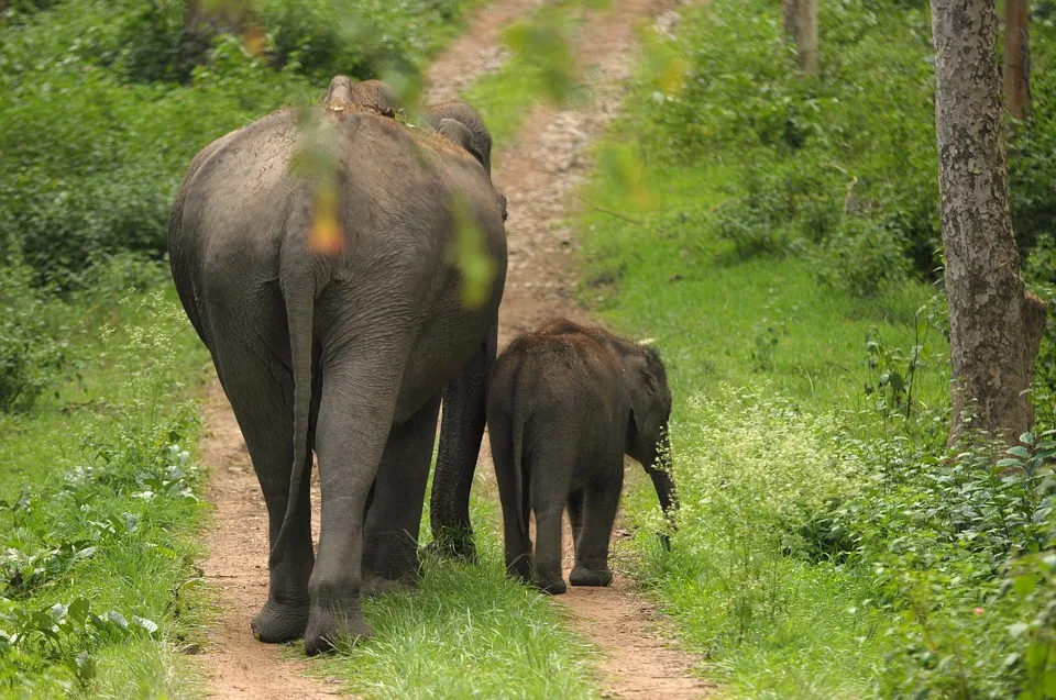Elefant und Kalb in Indien: geschützt