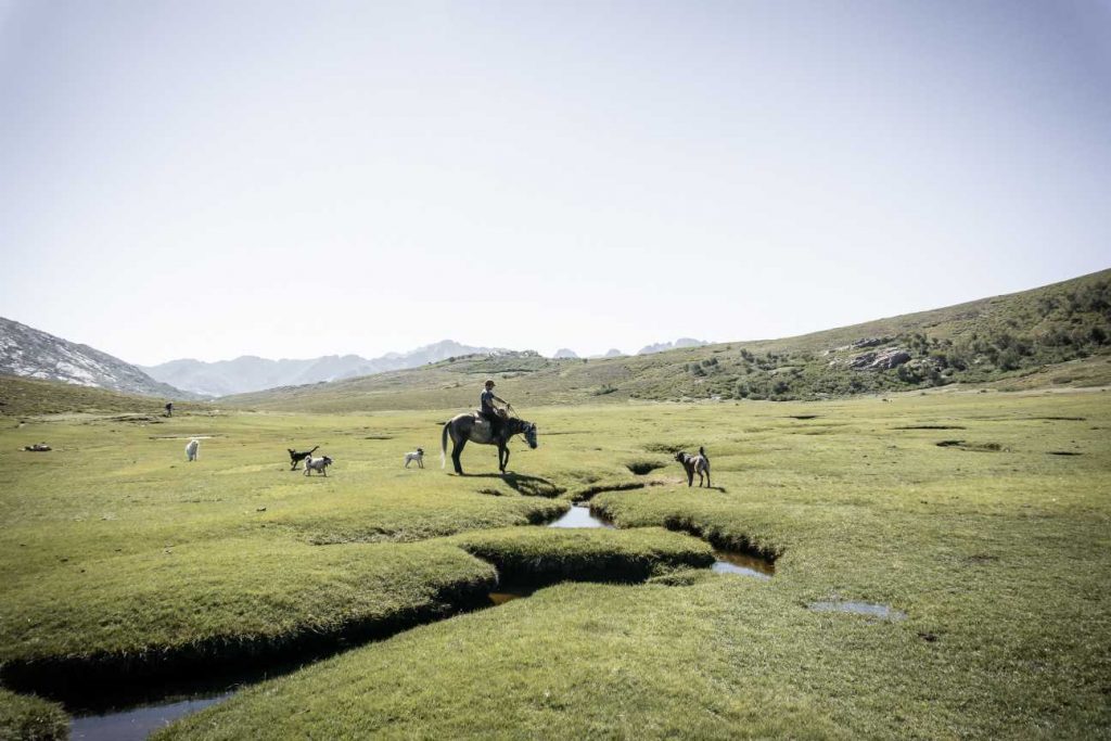 Top 10 Multi-day Horseback treks - Marvel at New Zealand's wild landscape and snow-capped peaks in the distance