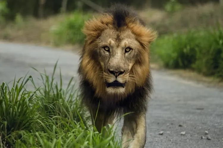 Die großen 5 Indiens : Asiatischer Löwe im Gir-Nationalpark 
