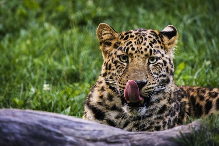 Die grossen 5 Indiens: Indischer Leopard