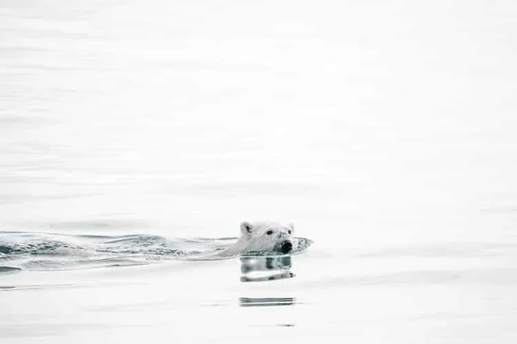 Encuentro con el Oso Polar: Rey del Ártico