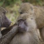 Todo sobre el encuentro con los babuinos en África
