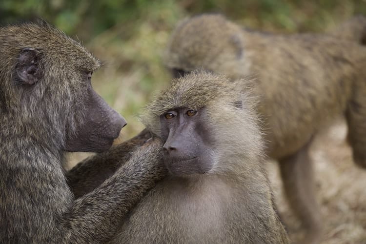 All About Encountering Baboons in Africa