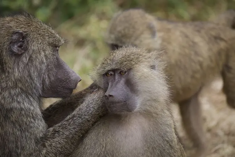 baboons in africa