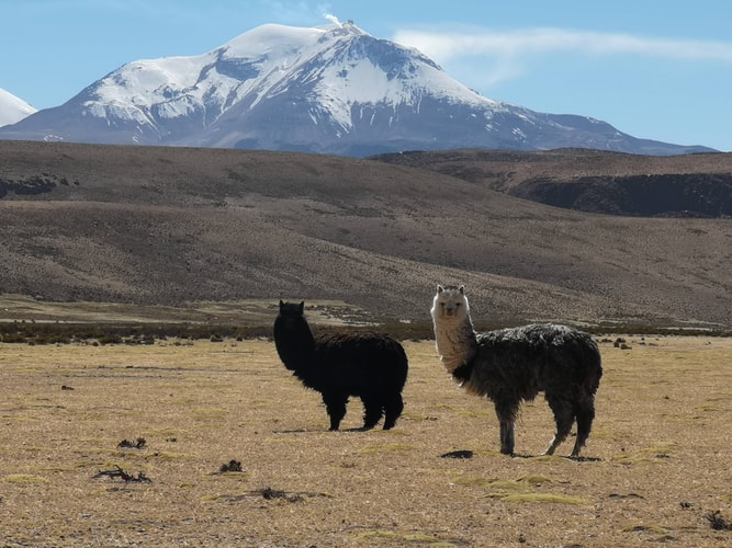 Alpacas en el Perú