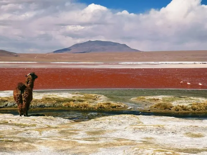 Bolivianische Landschaft und Alpaka