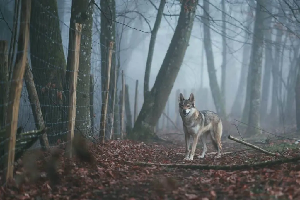 lobo en europa Los 10 mejores encuentros de animales en Europa después de Corona