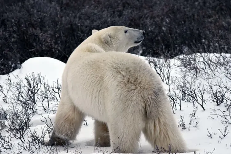Canada Polar bear animals in Manitoba