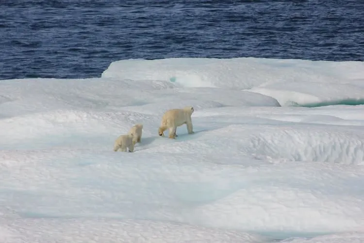 los osos polares en el hielo