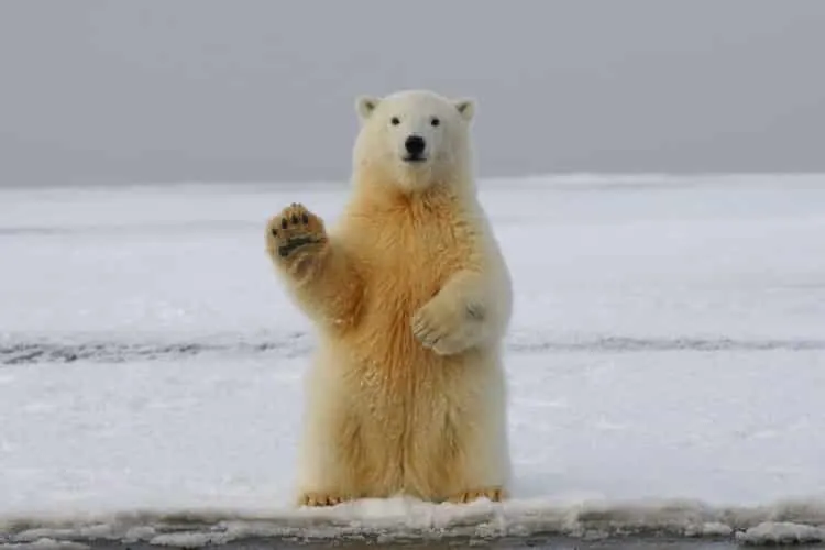 Winkender Eisbär