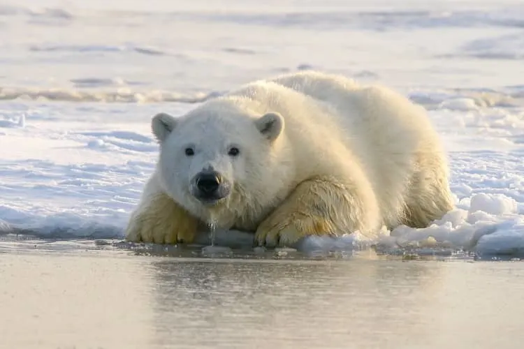 joven oso polar