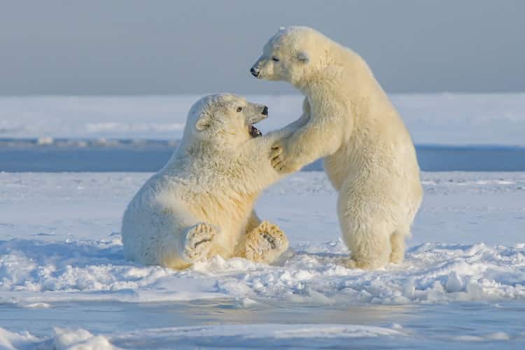 Begegnung mit den Eisbären in Nordalaska