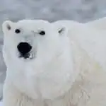 Encuentro con el Oso Polar: Rey del Ártico