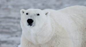 3 Places to See Polar Bears