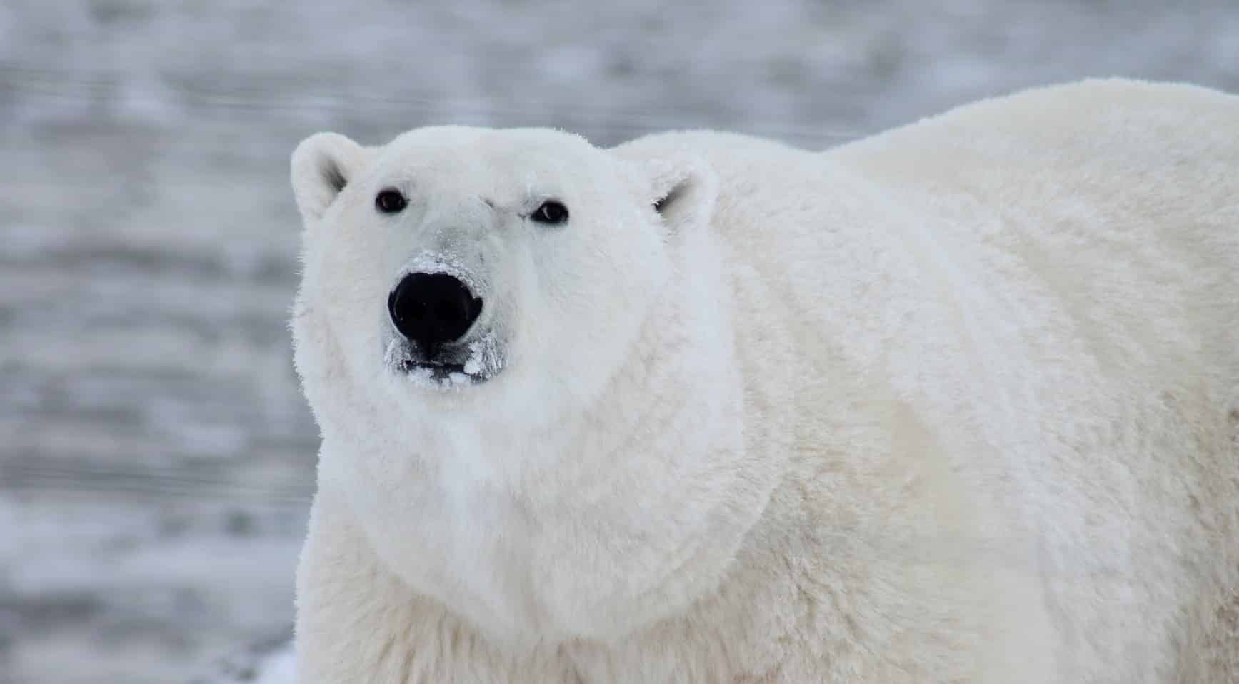 polar bear king of the arctic