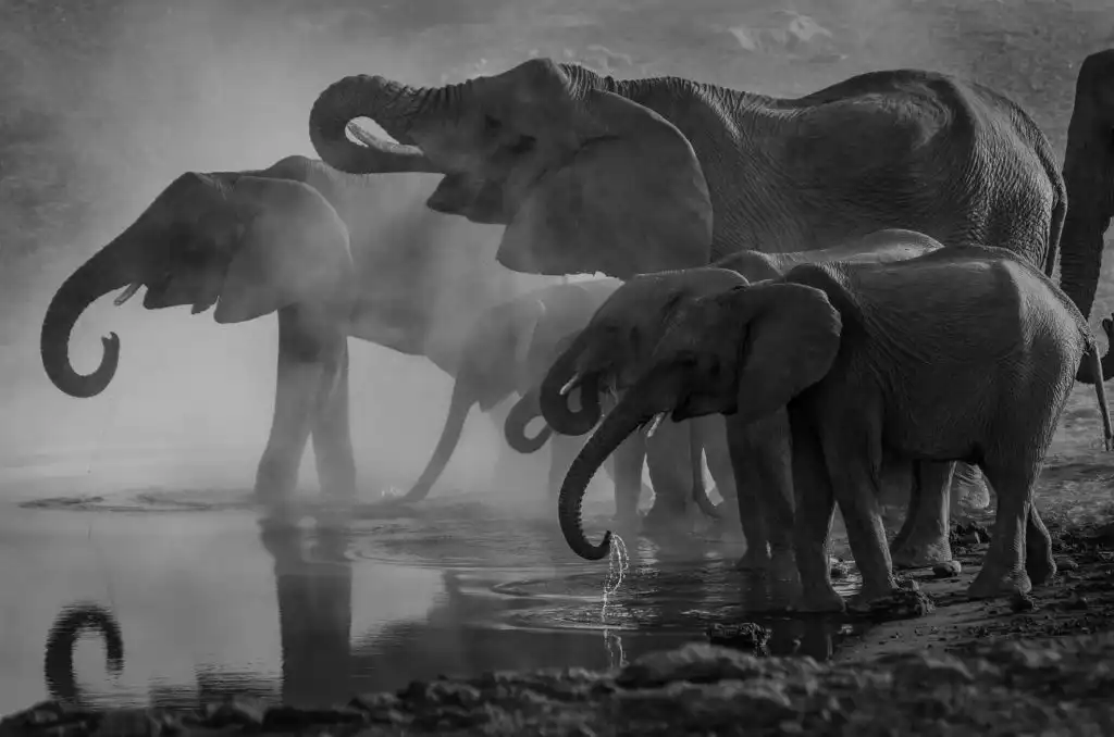 el mejor safari para ver a los 5 grandes elefantes