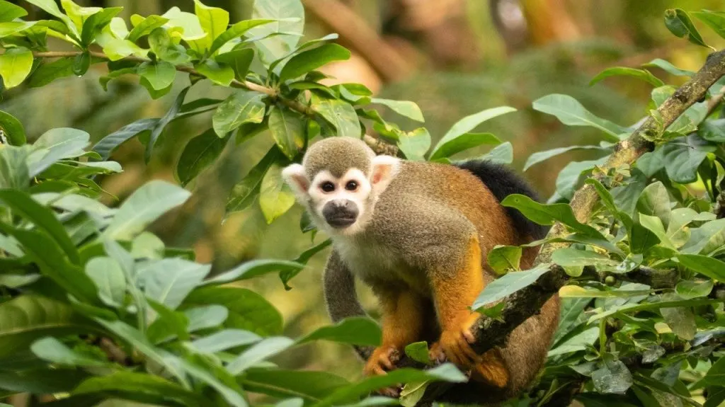 mono ardilla del Amazonas