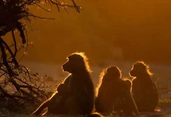 Baboons in Botswana at sunset