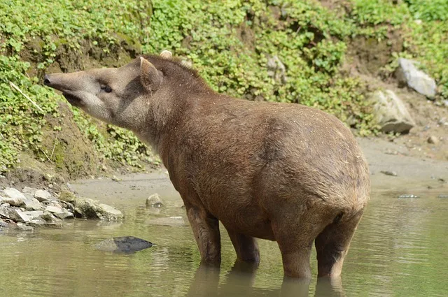 amazon animal tapir