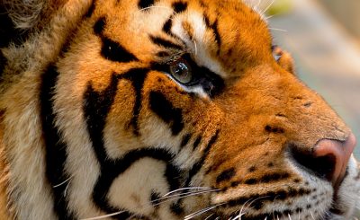 indian tiger eyes