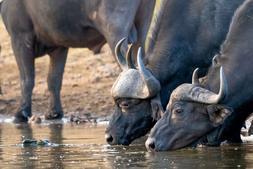 5 grandes búfalos de safari