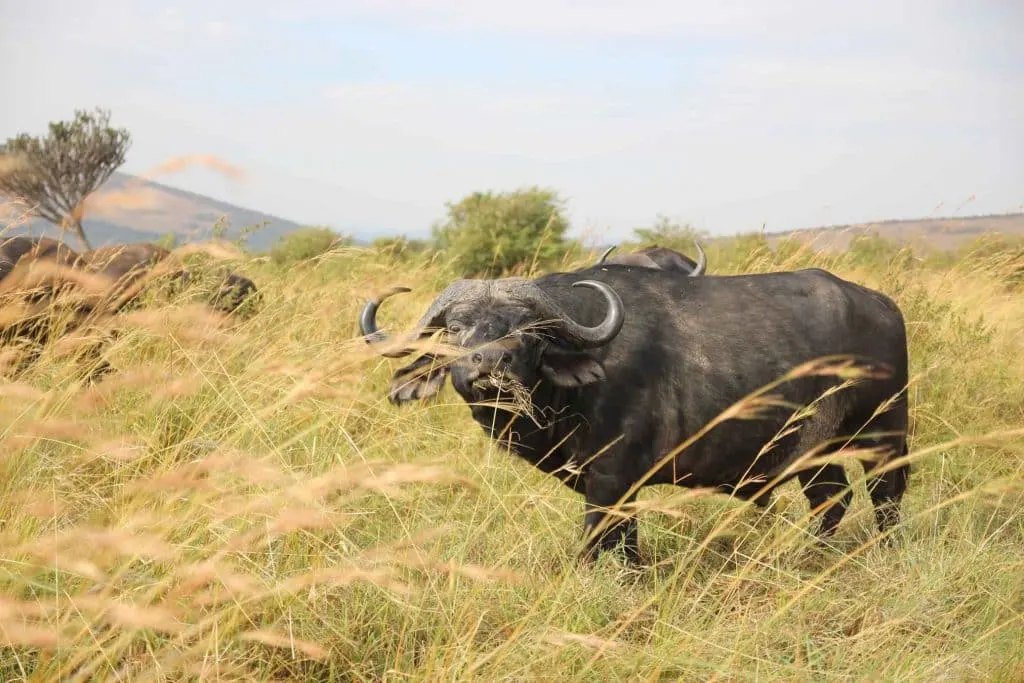 best safari to see big 5 buffalo