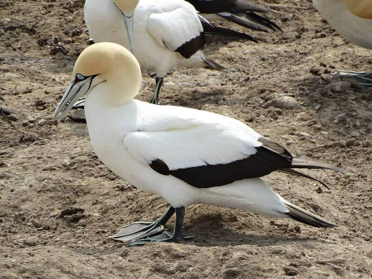 Cape Gannet 