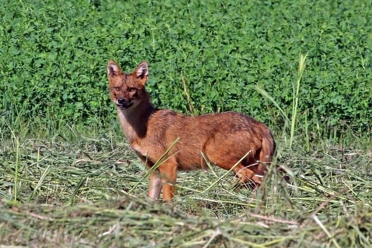 Golden Jackal 