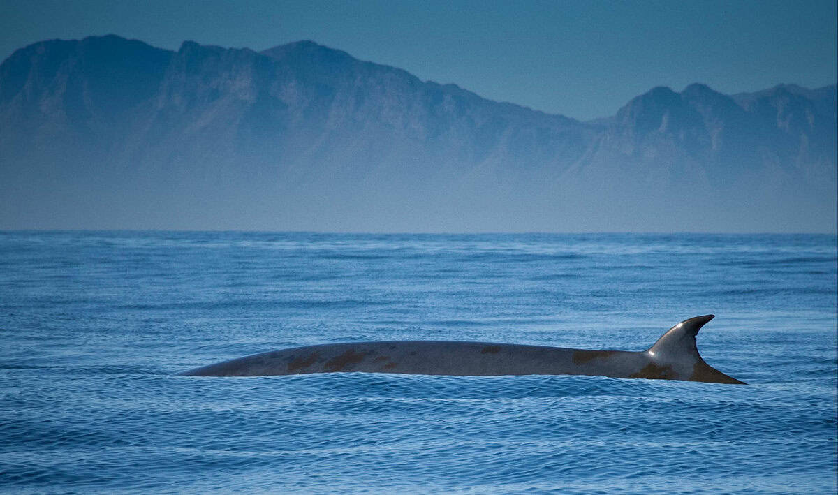 Brydes whale love warm water