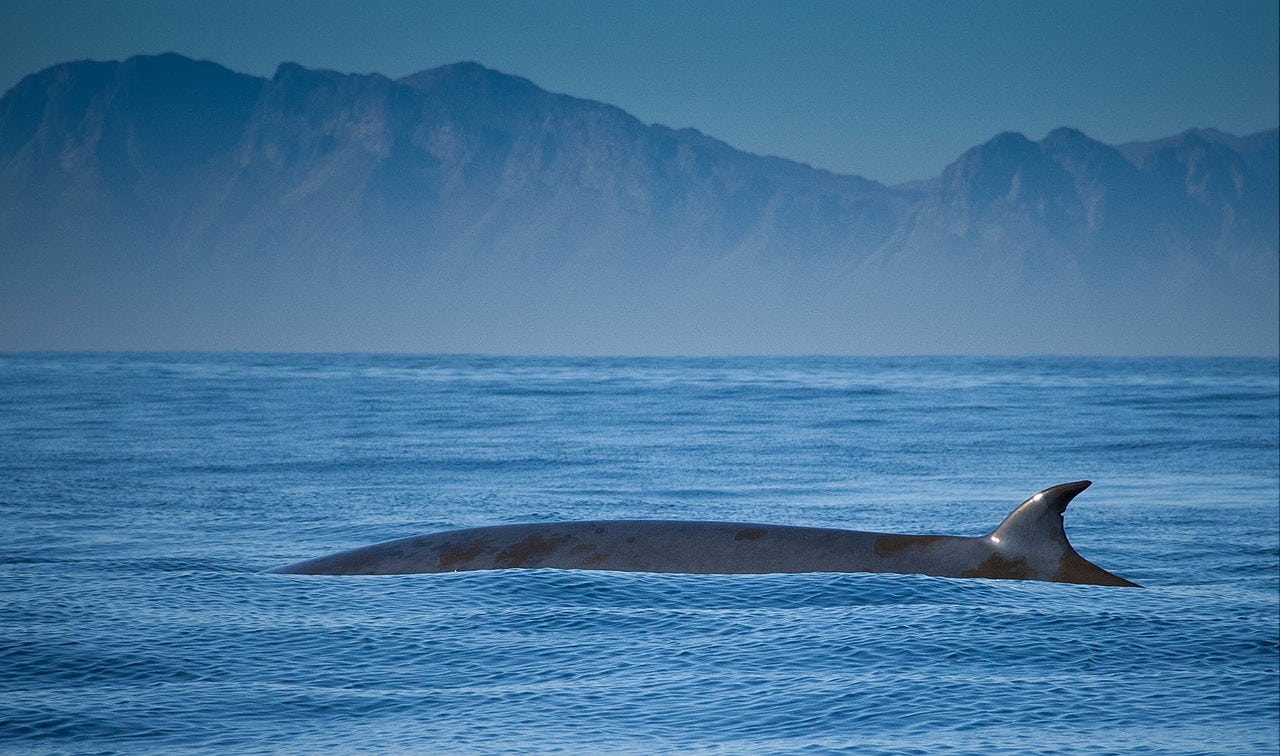 Brydes whale love warm water