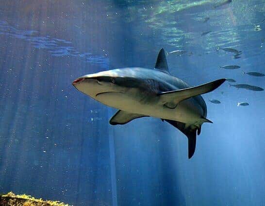 WATCH: Shark Encounter Shakes Atlantis Resort in the Bahamas