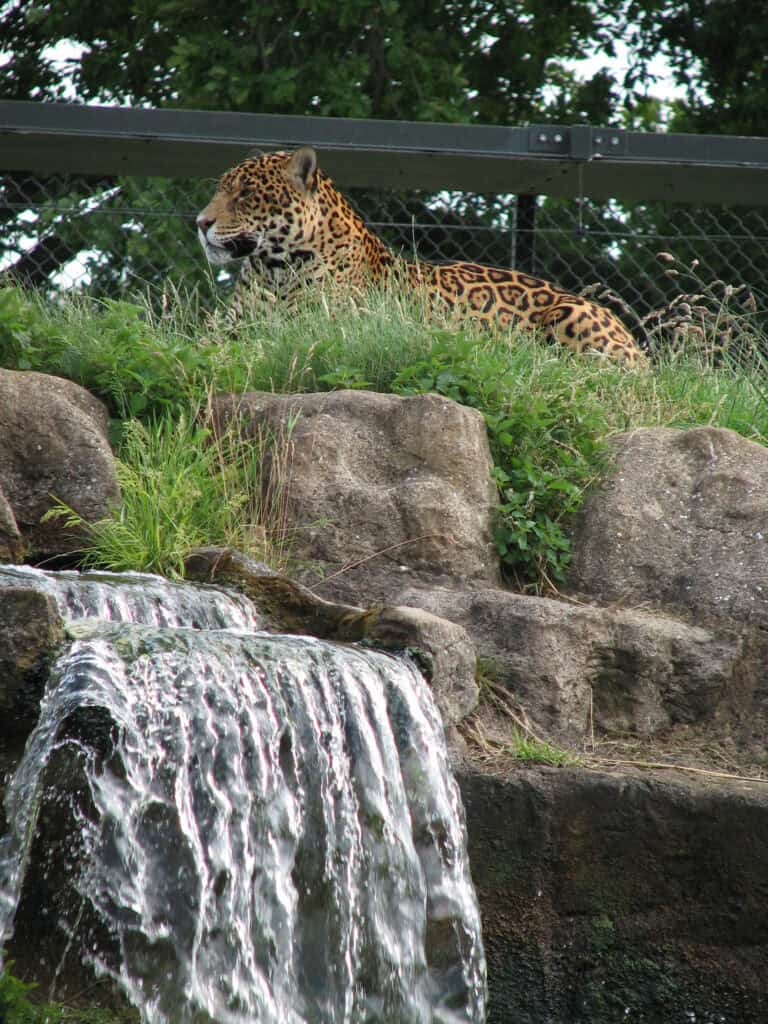 Jaguar found close to waterfall 