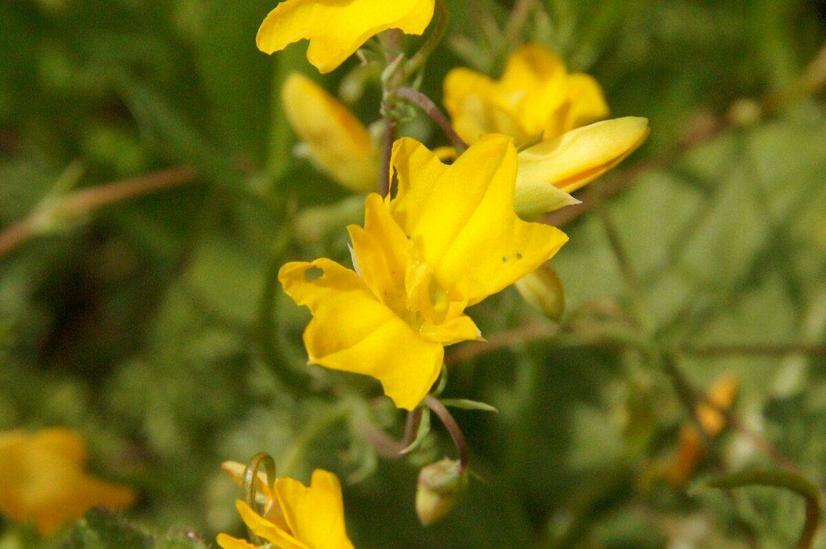Greece yellow flowers 