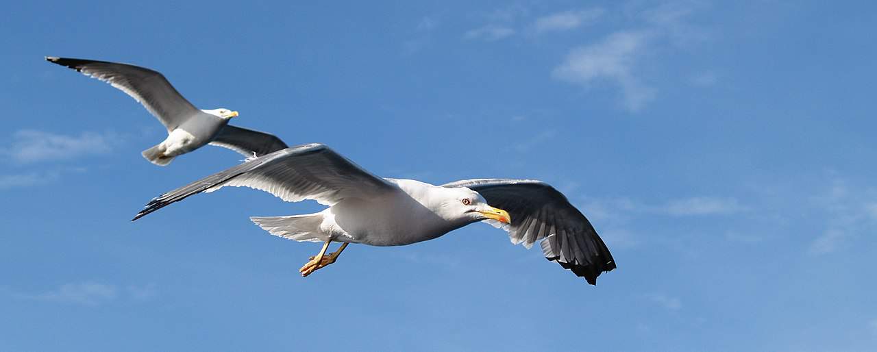 Bird in Greece 