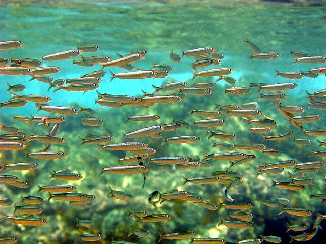 Photograph sardine 