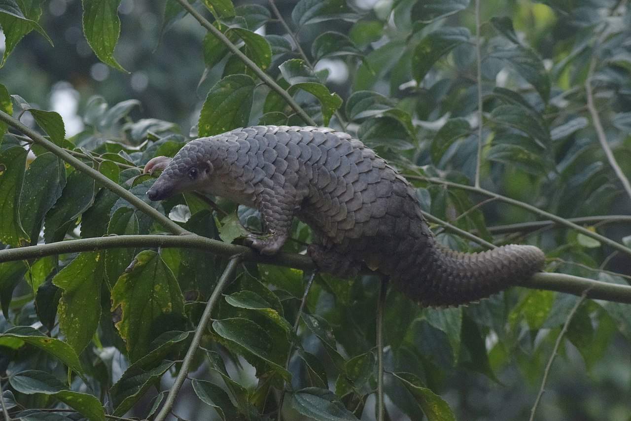 pangolin in tree 