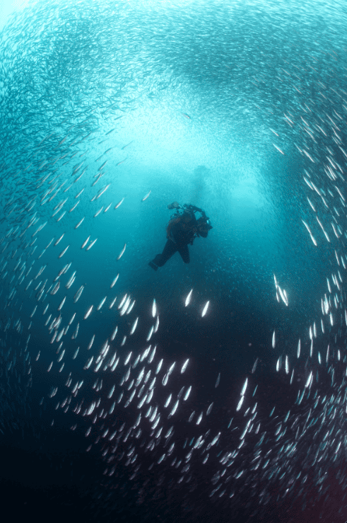 Swimming with sardines 