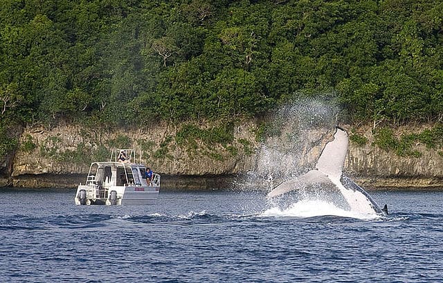 Whale watching 